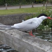 Common Tern